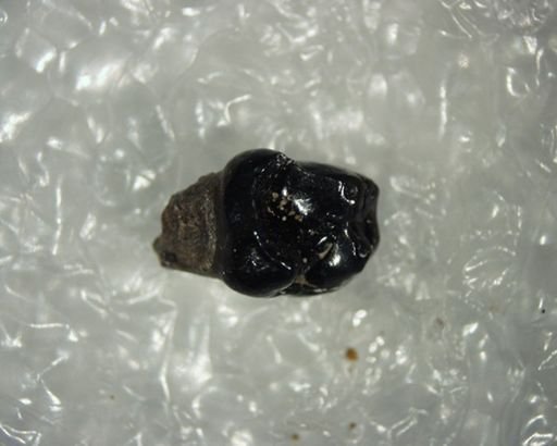 Pelycodus sp.