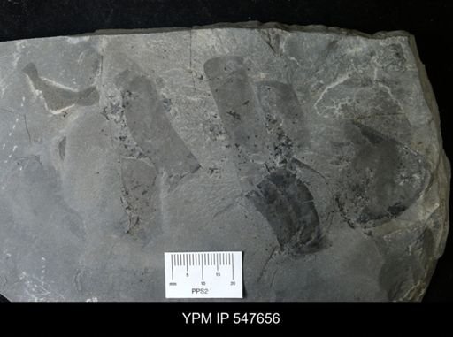 undet. Eurypterida