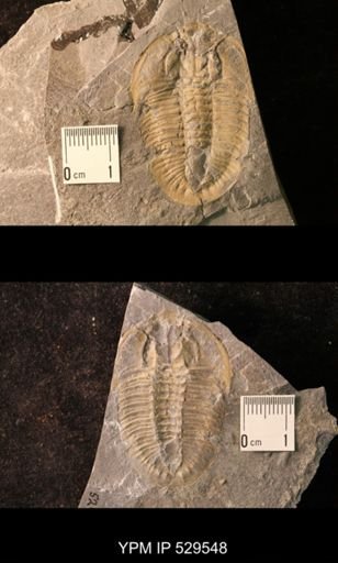 Trilobita