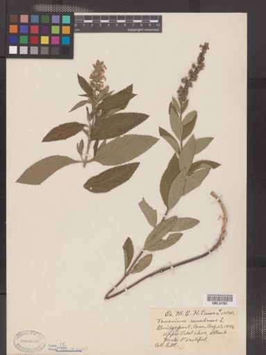 Teucrium canadense