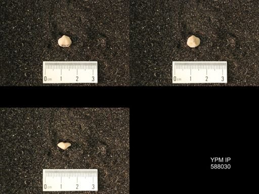 Zygospira modesta