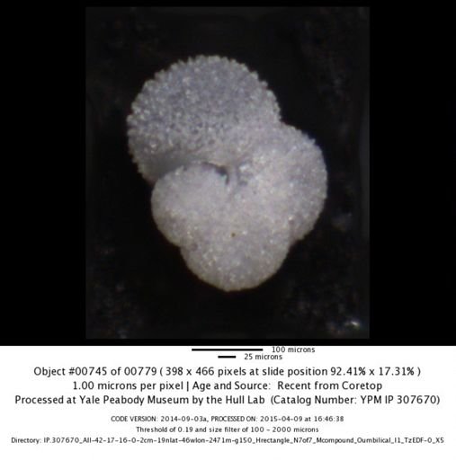 Globigerinella siphonifera