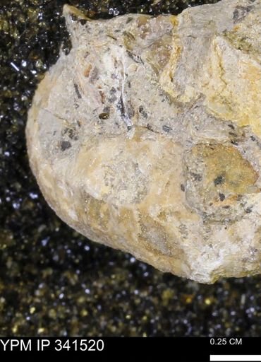 Scaphites sp.