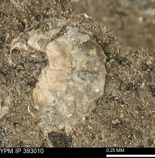 Scaphites sp.