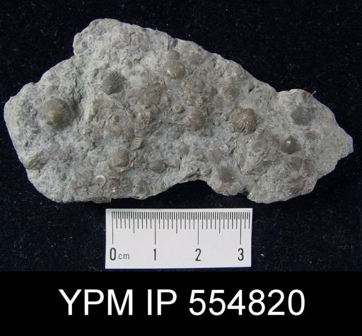 Rhipidomella uberis