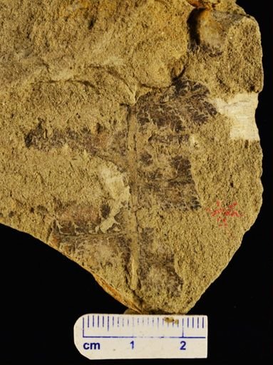 Wingatea plumosa