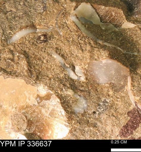 undet. Bivalvia