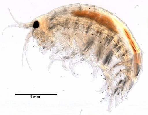 Hyalella cf. azteca