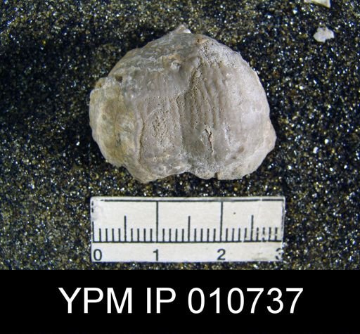 Productus dartoni