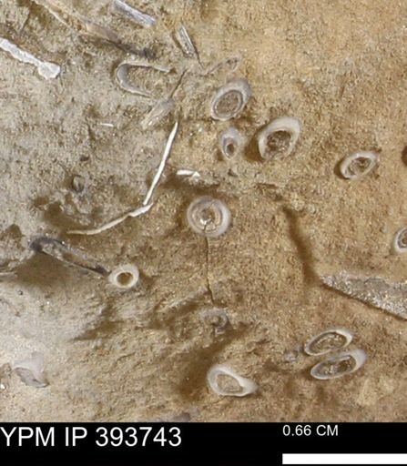 undet. Serpulidae