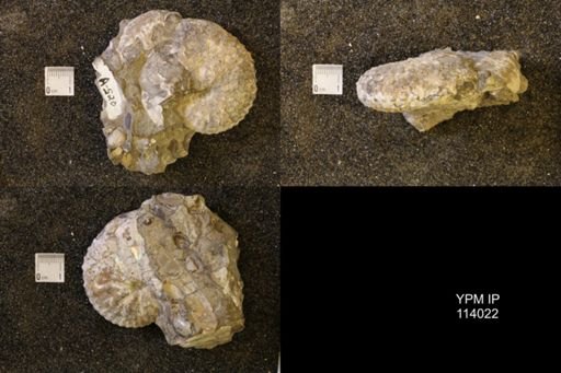 Discoscaphites gulosus