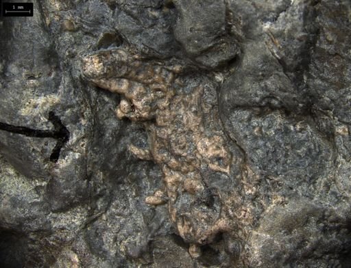 Aplocoma damesii