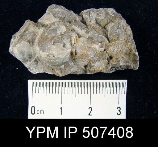 Pholidostrophia?