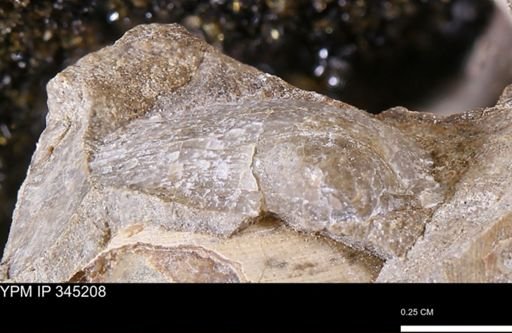 undet. Bivalvia