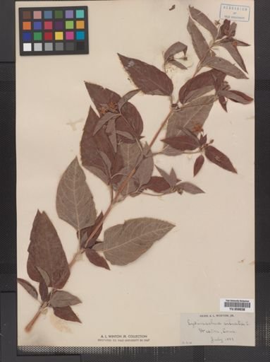 Plantae