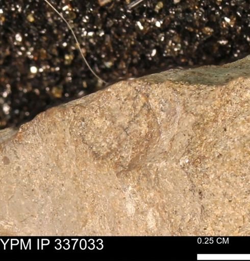 undet. Mollusca