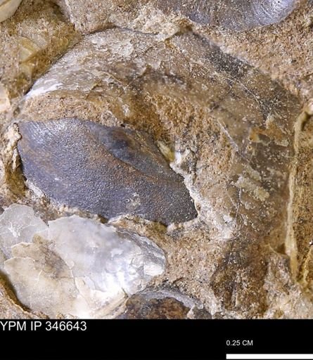undet. Mollusca