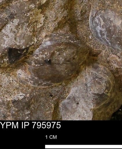 Protocardia