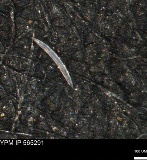 undet. Porifera