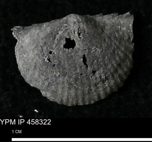 Chonetes mucronatus