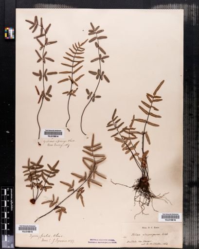 Pellaea atropurpurea
