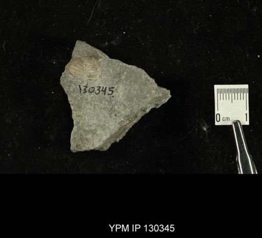 Phacops rana