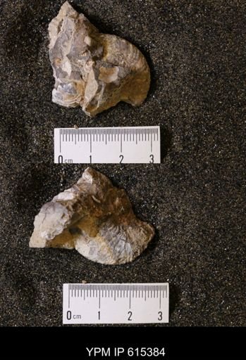 Discoscaphites sp.