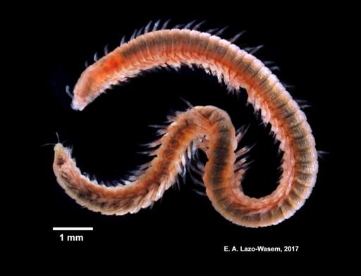 Schistomeringos rudolphii