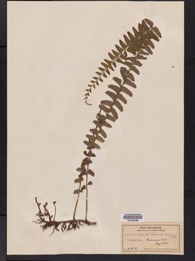 Lindsaea