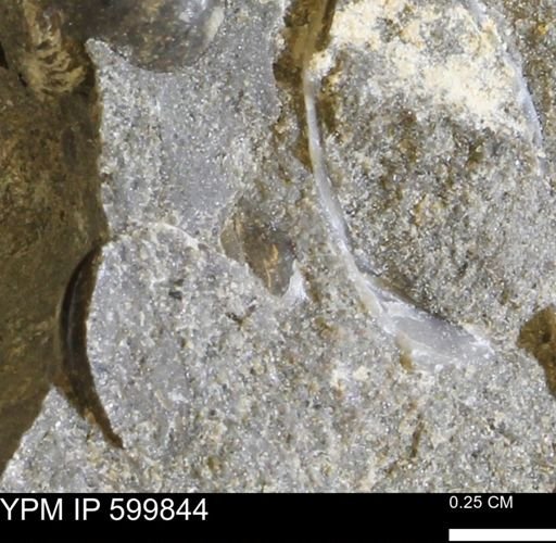 Protocardia subquadrata