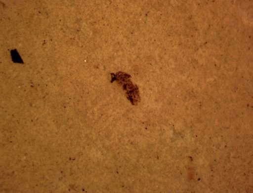 undet. Diptera