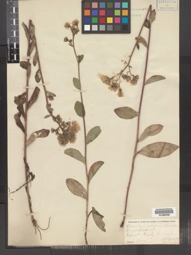 Hieracium scabrum