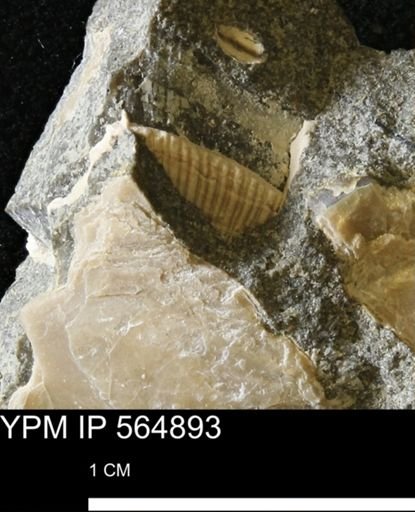 Parallelodon (Cosmetodon) sp.
