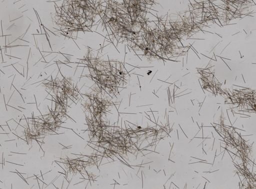 Tedania sp.