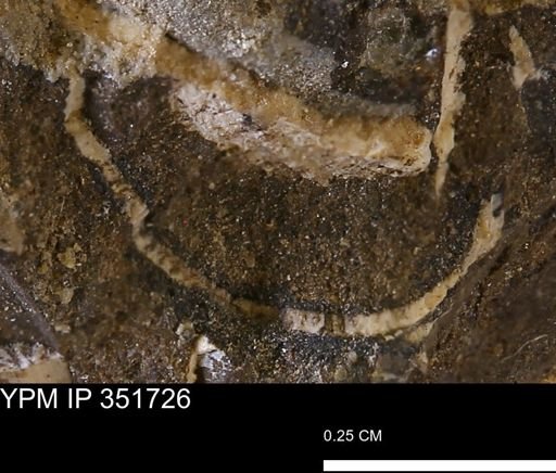 undet. Bivalvia