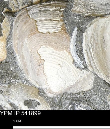 Limopsis striatopunctatus