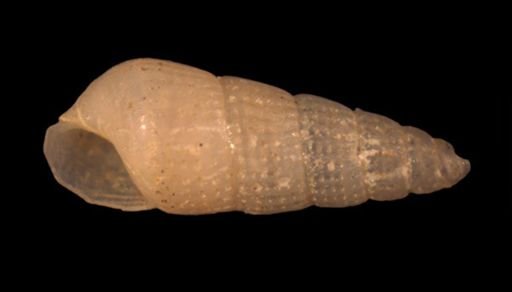 Turbonilla areolata