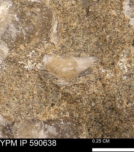 Ostrea sp.