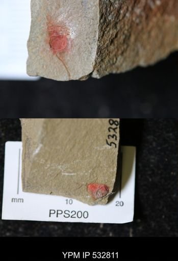 undet. Xiphosurida