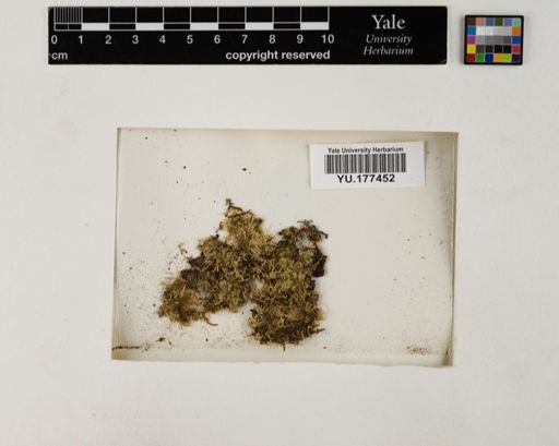 Plantae