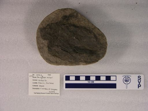 Pterichthyodes oblongus
