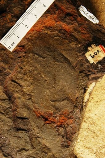 Sapindus morrisoni