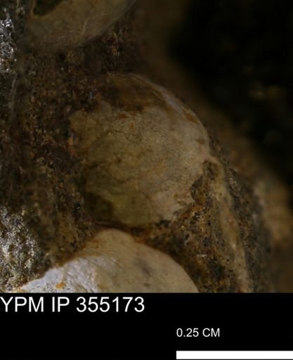 Protocardia sp.