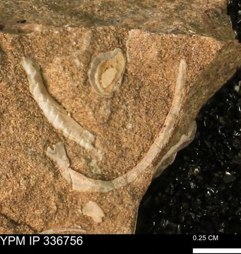 undet. Bivalvia