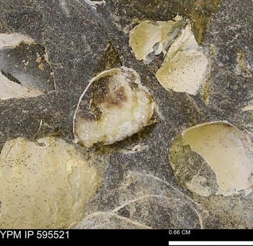 Protocardia sp.