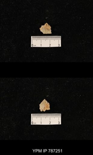undet. Brachiopoda
