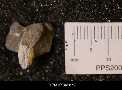 undet. Scaphitidae
