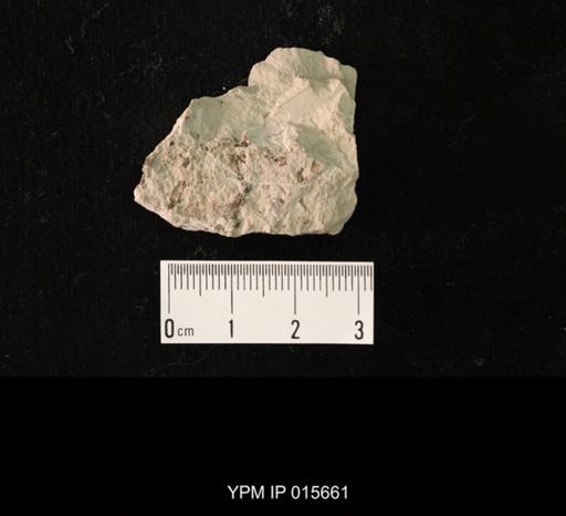 Paleuthygramma acuta