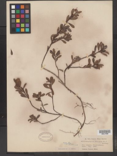 Arctostaphylos uva-ursi
