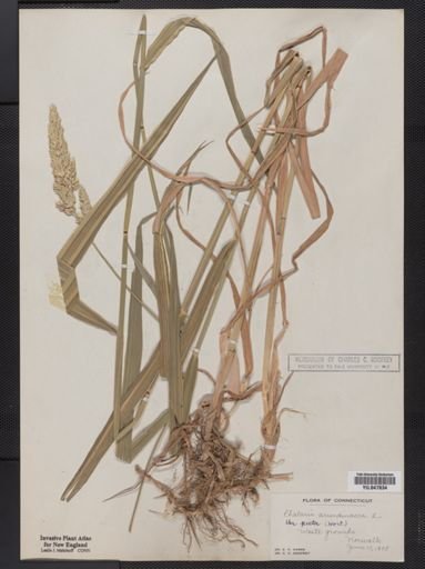 Phalaris arundinacea